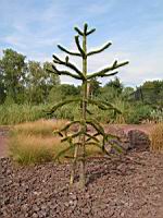 Araucaria du Chili ou Desespoir des singes, Araucaria araucana (Photo F. Mrugala) (1)